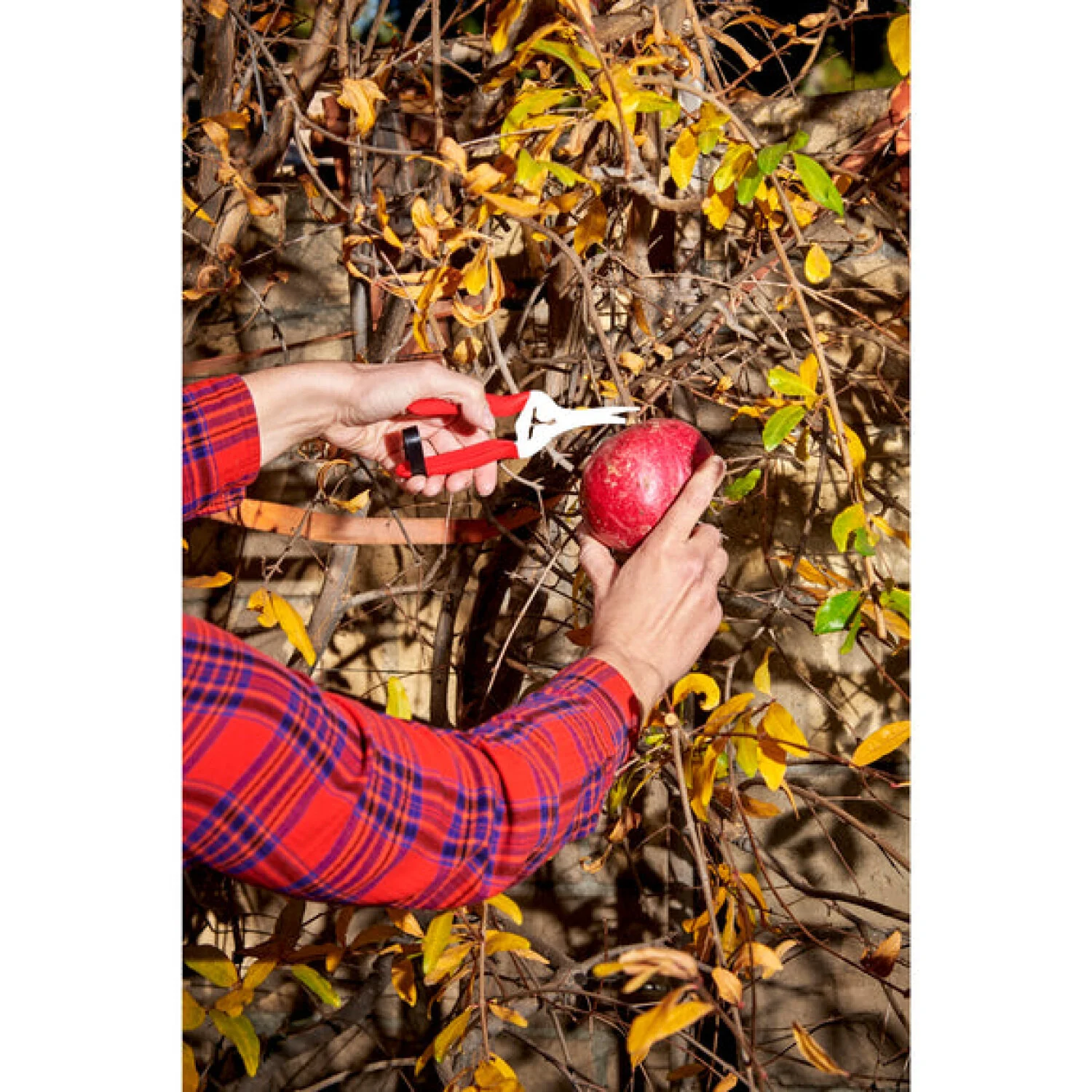 Corona AG 4940SS Long Curved Snips - Stainless Steel, 1¾ Inch - Image 7