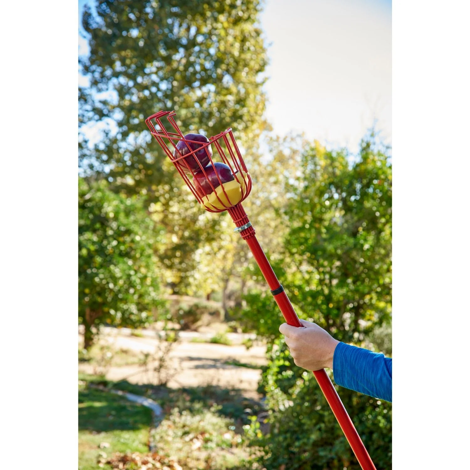 Corona FP 2312 Extendable Fruit Picker, 12 ft. - Image 8