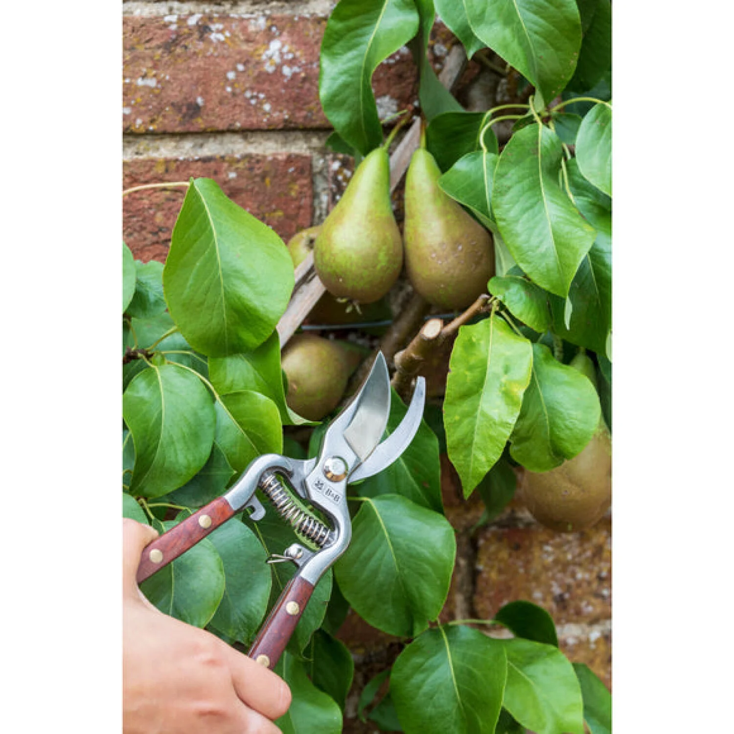 Corona GNT/SEC Burgon & Ball® FSC Wood Pruner Boxed - Image 2